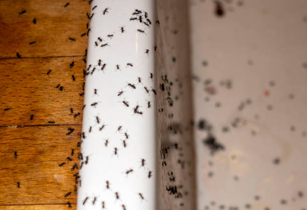 Best Pest Inspection Near Me  in Madeira, OH