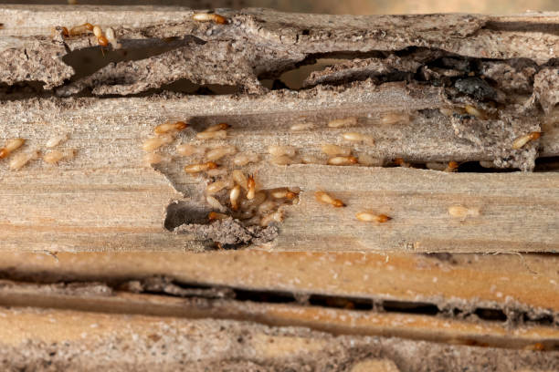 Best Exterminator Services  in Madeira, OH